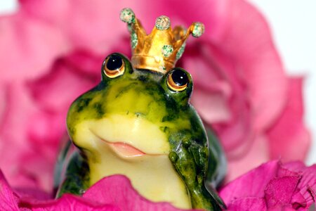 Dreamy frog love photo