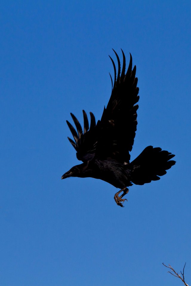 Sierra vista, United states, Raven