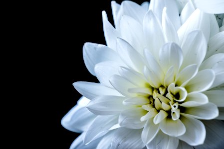 white-petaled flower photo