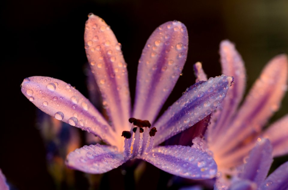 Closeup, Agapanthus, Drops