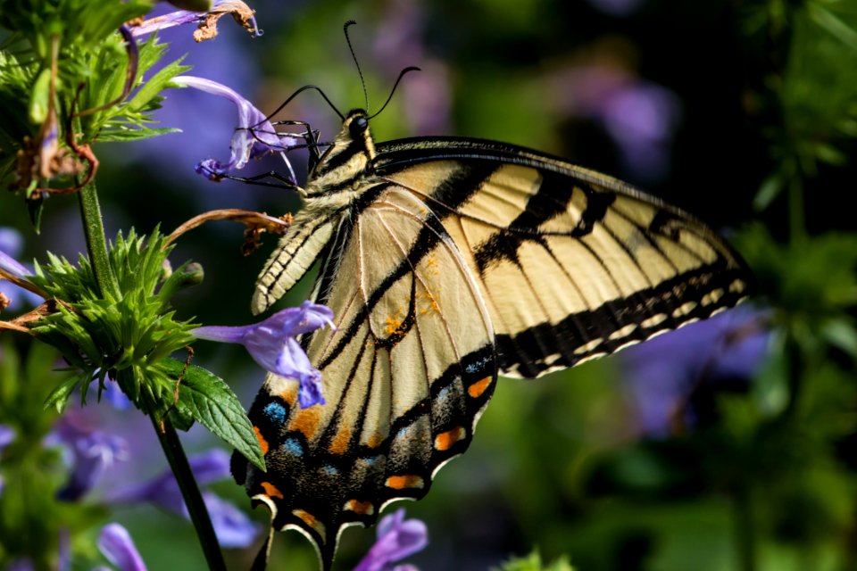 Warwick, United states, Flower