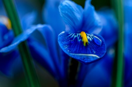 Blue, Droplet, New