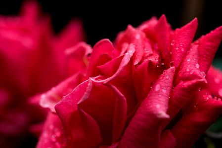 pink petaled flower close-up photography