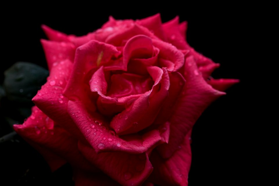 Flower, Rose, Brown