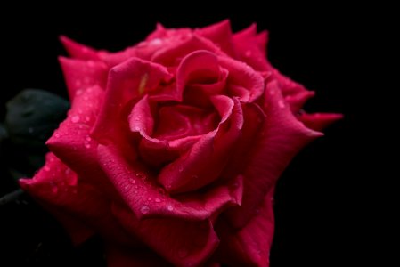 Flower, Rose, Brown