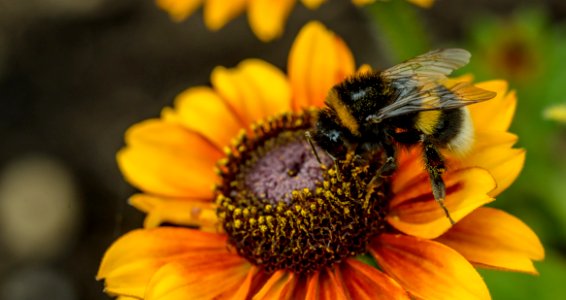 Bumblebee, Closeup, Pollen photo