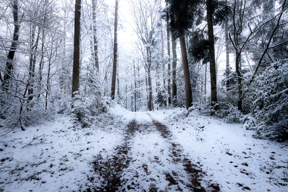 Germany, Winter, Foggy