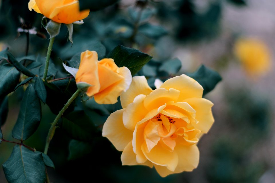 Colors, Subtle, Focus