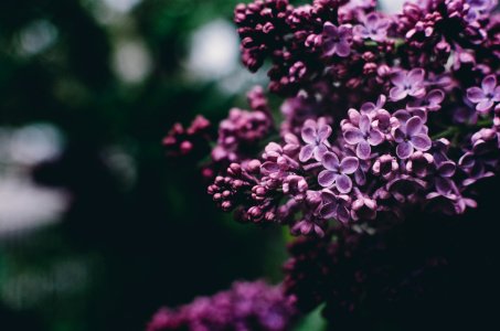 selective focus photography of purple petaled flowers photo
