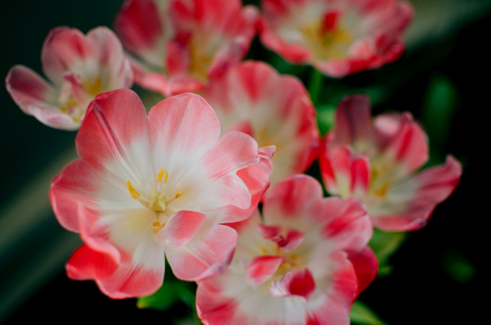 white and pink petaled flowers