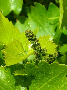 Outbreak spring wine production