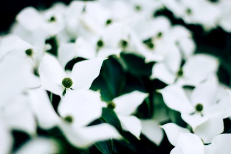 selective focus photography of white petaled flowers photo