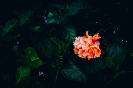 low angle photo of orange petaled flowers photo