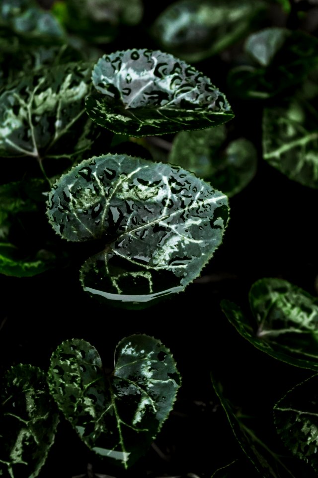 green leaves with water droplets