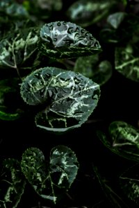 green leaves with water droplets photo