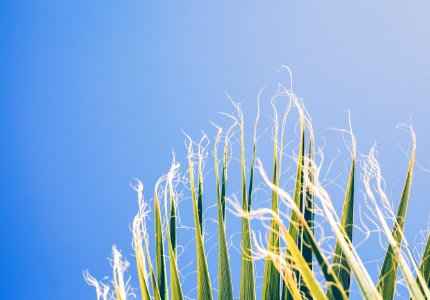 green leaves photo