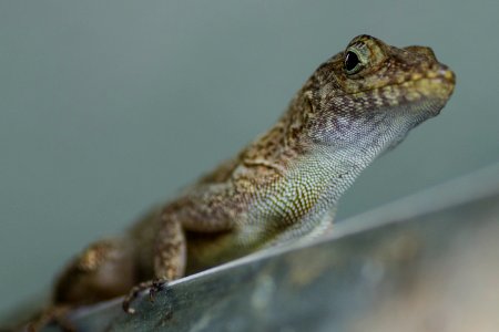 Aibonito, Puerto rico, Lizard photo