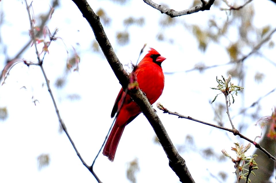 Nature, Red, Birds photo