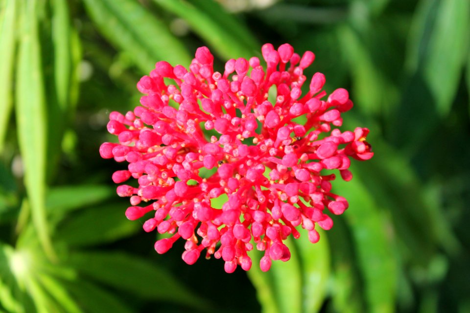 Ometepe, Nicaragua, Plants