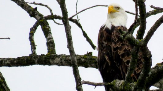 Iowa, Decorah, Bald eagle