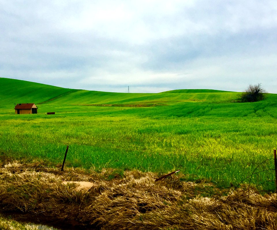 Brentwood, United states, Green