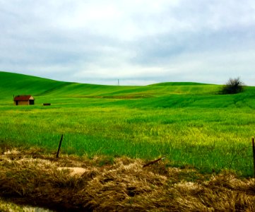 Brentwood, United states, Green