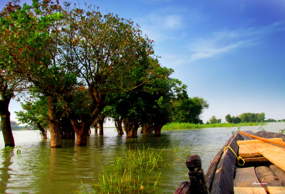 Boat, Forest, Tree