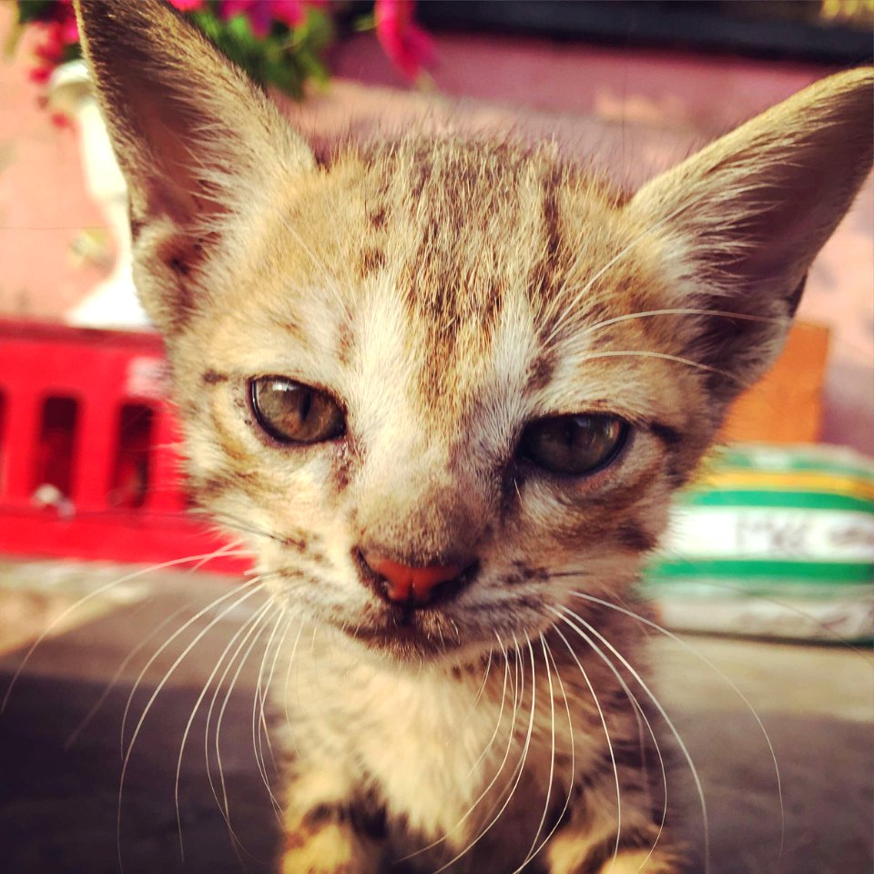 Whiskers, Kitten, Fur