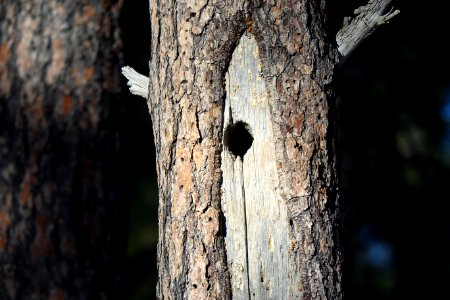 Bird nest, Forest, Nest
