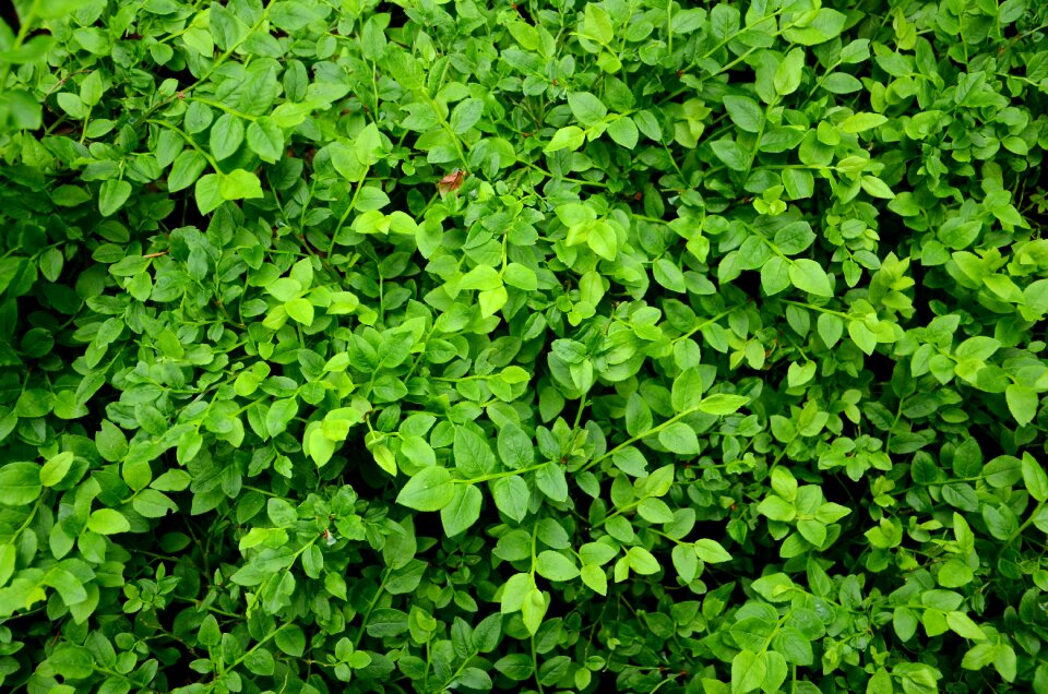 Grass bush spring