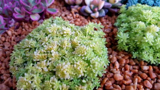 Flower, Green, Succulent plants