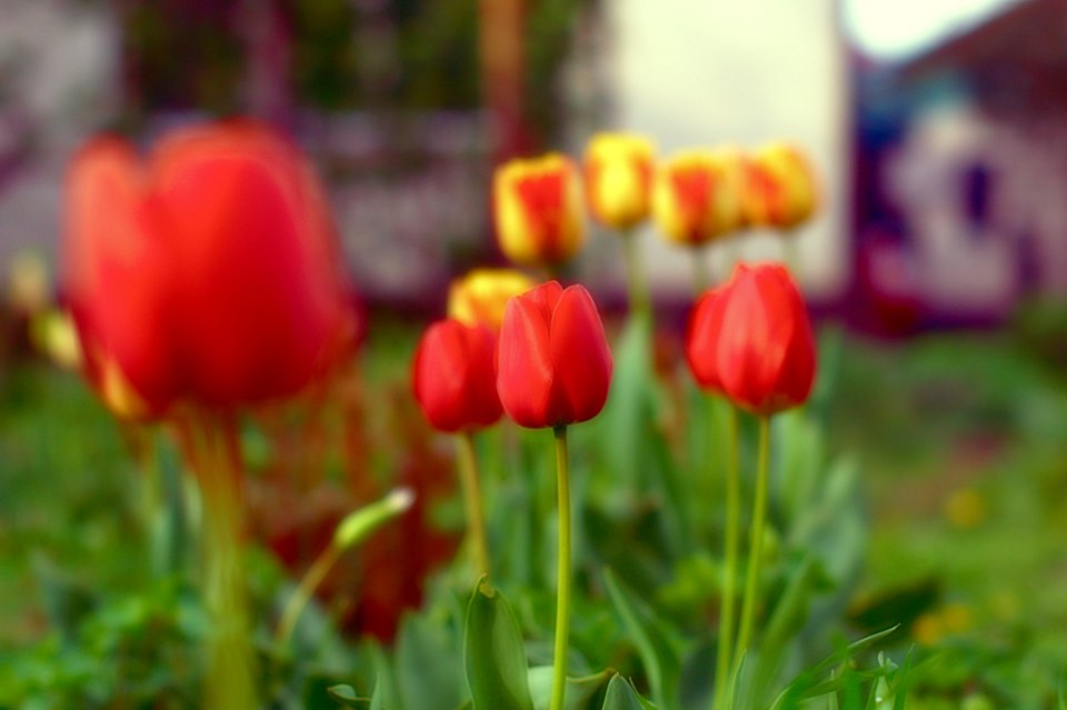 Bishkek, Kyrgyzstan, Garden
