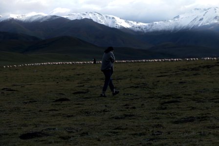 Goat, Sheep, Boy photo