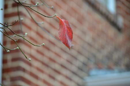 Winter, Fall, Leaf