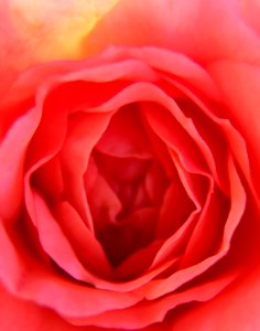 Portl, United states, Petals