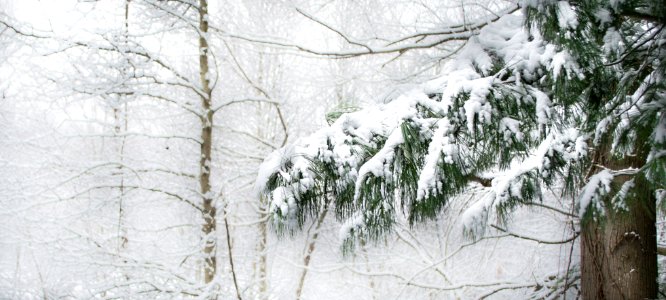 Columbia, United states, Snow