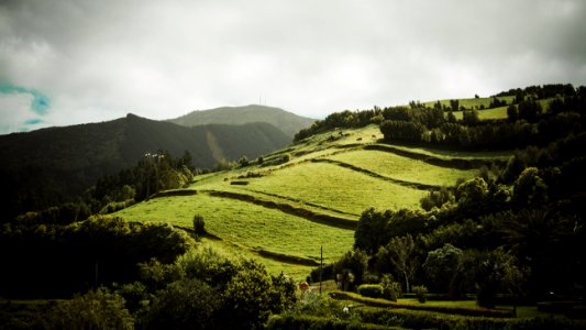 Azores, Portugal, Cow photo