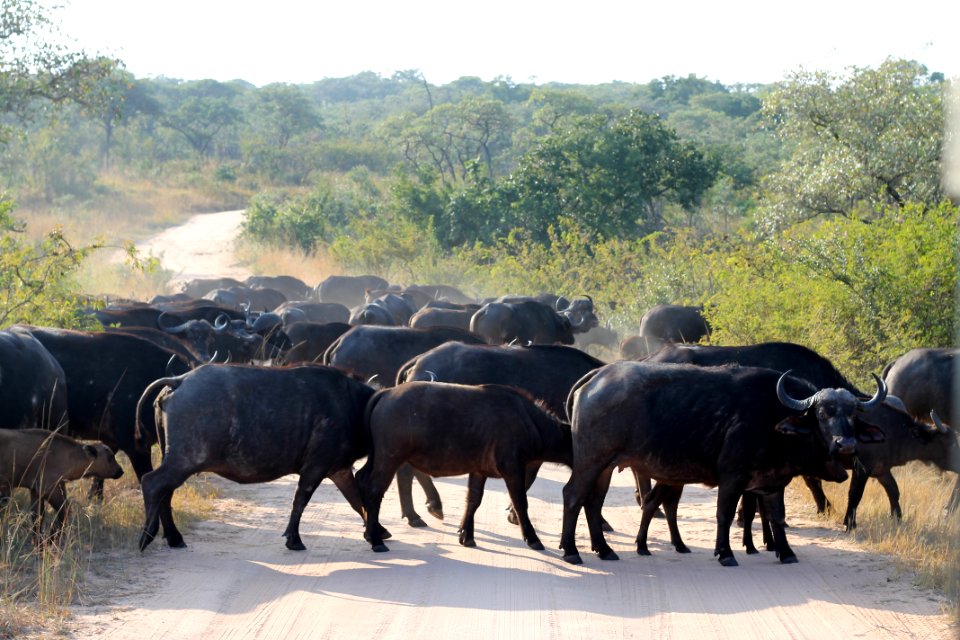 Kruger national park, South africa