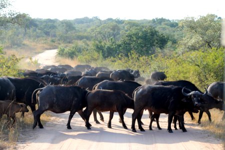 Kruger national park, South africa photo