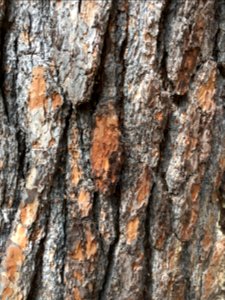 Bark, Tree