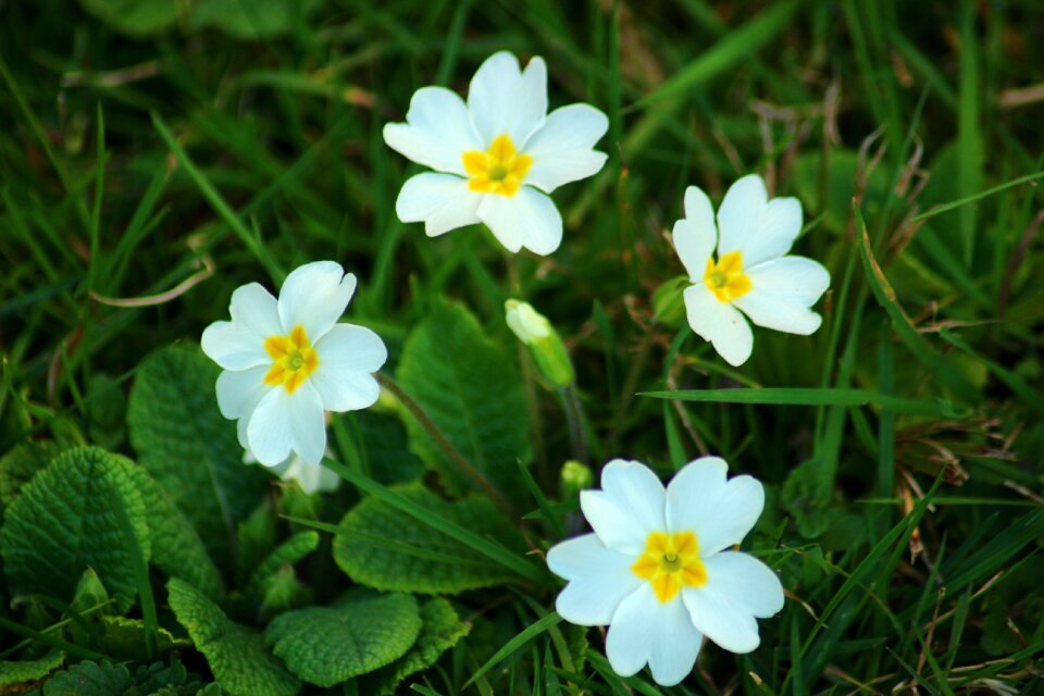 White flowers petals garden