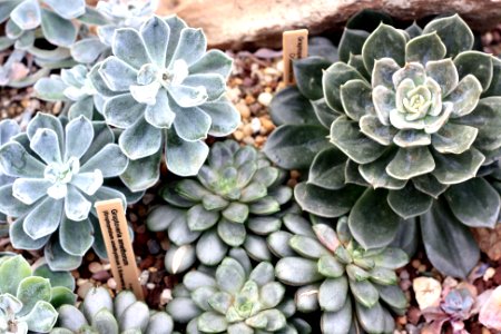 Volunteer park conservatory, Seattle, United states photo