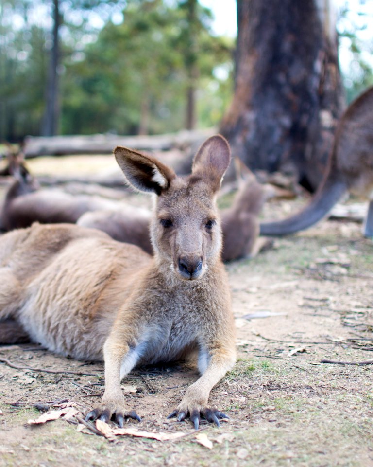 Australia, Lone pine koala sanctuary, Fig tree pocket