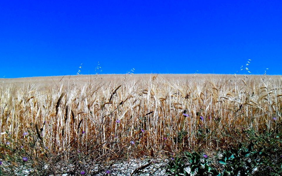 Grow, Growing, Bread