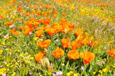 Antelope valley california poppy reserve state natural reserve, Lancaster, United states photo