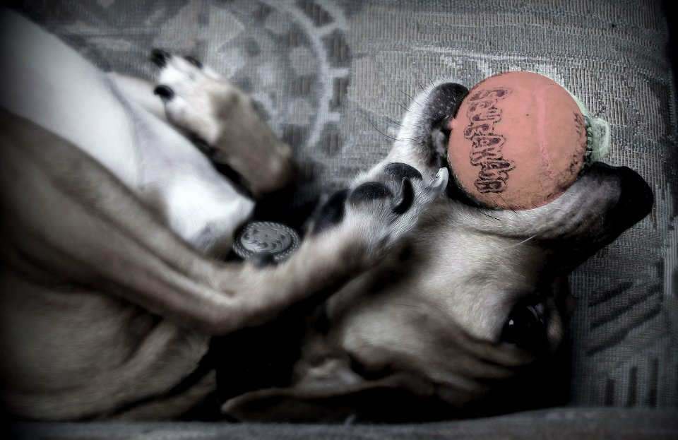 Dogs