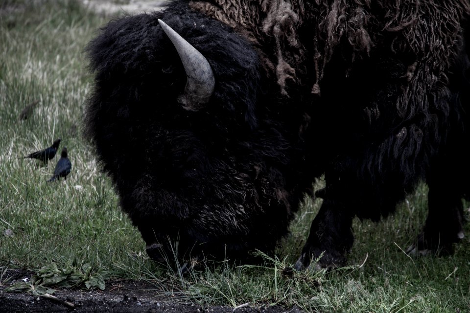 Yellowstone national park, United states, Animal