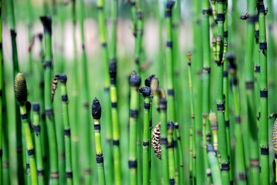 Lyon, France, Vegetal