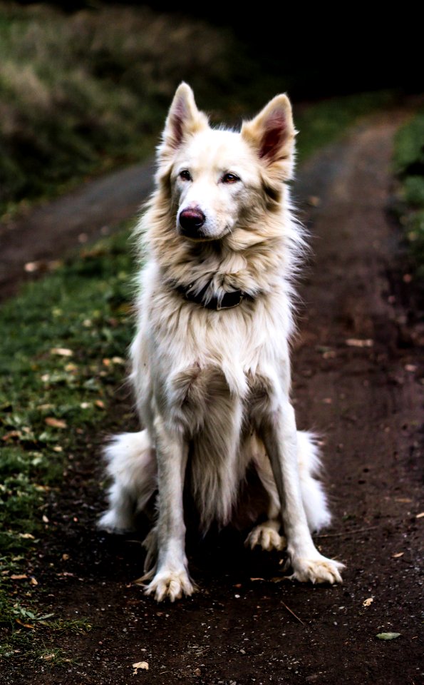 Animal