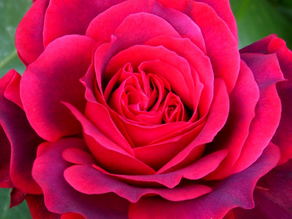 Foreground beauty freshness